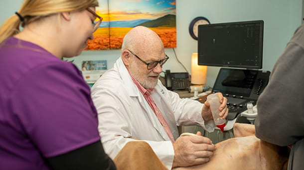 Internal Medicine specialist performing an ultrasound on a dog at VCA Woodstock Veterinary Clinic